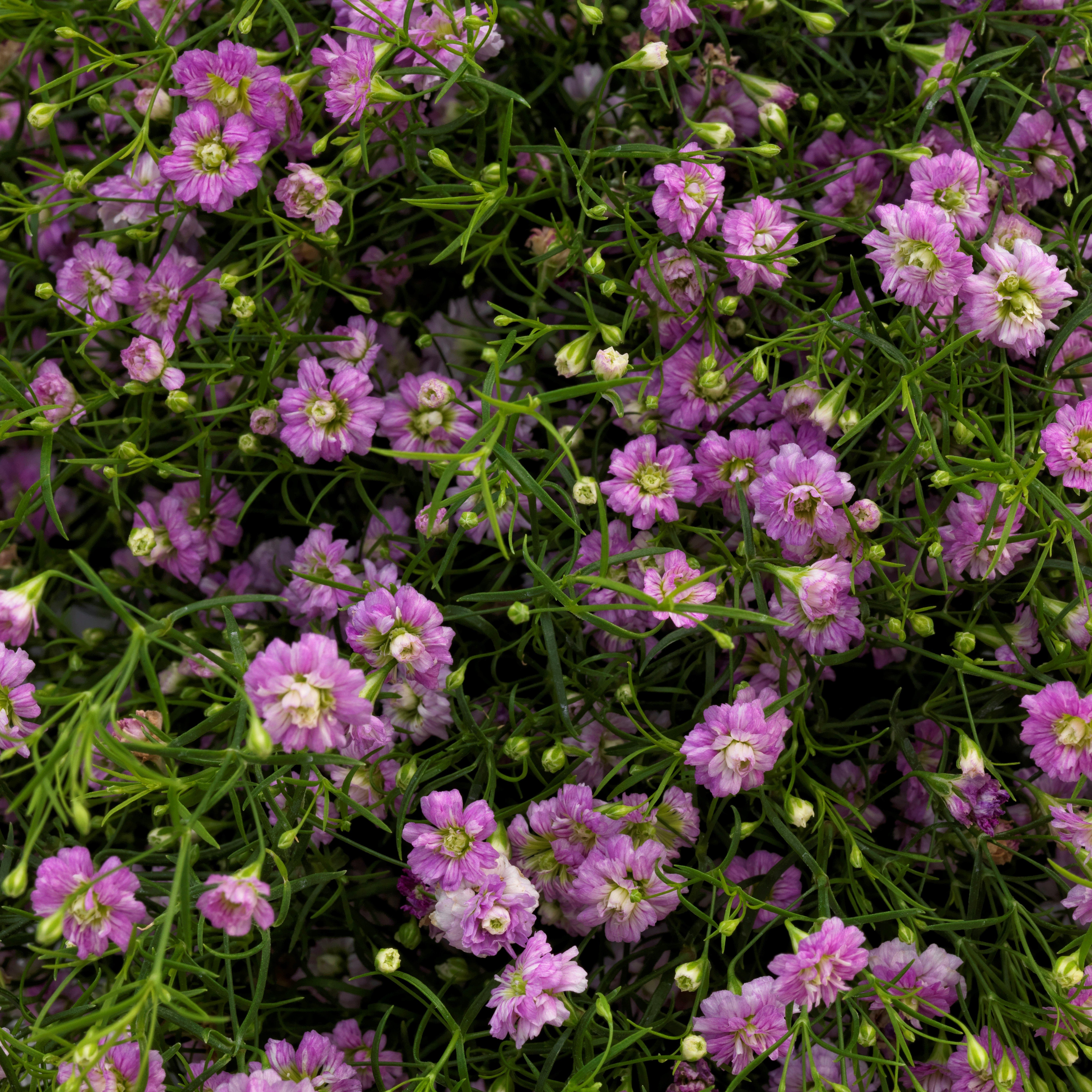 Pink Gypsy, Gypsophila Seeds | Urban Farmer
